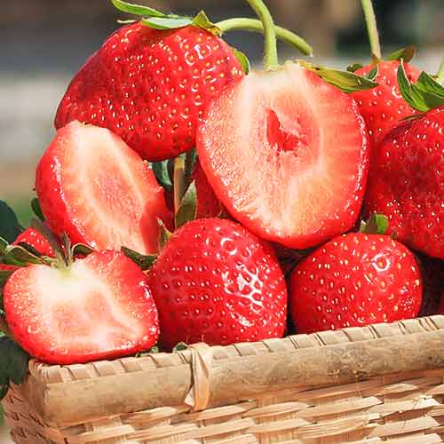 Truskawka Vima Zanta interface.image 1 interface.art 5415