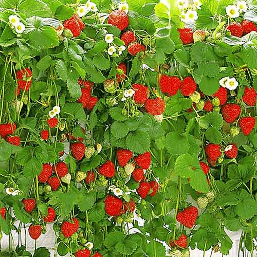 Truskawka Wisząca interface.image 1 interface.art 5395