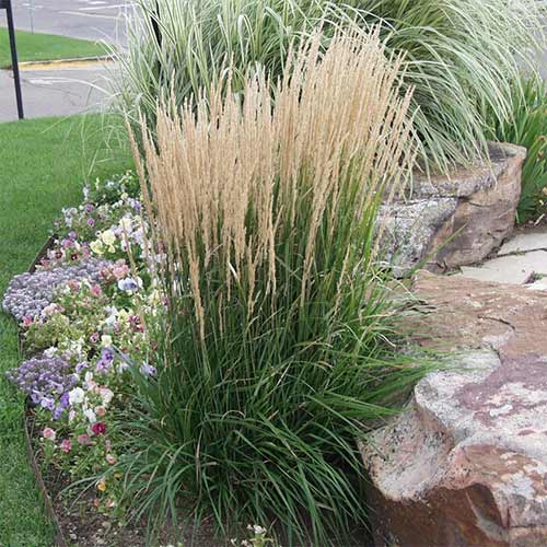 Trzcinnik ostrokwiatowy Karl Forster interface.image 1 interface.art 01313