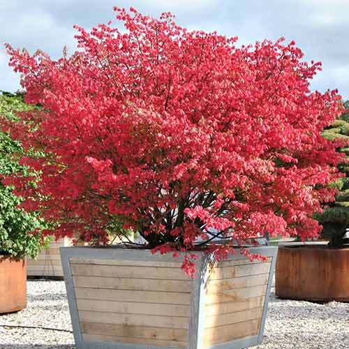 Trzmielina Fortune’a Coloratus interface.image 1 interface.art 3945