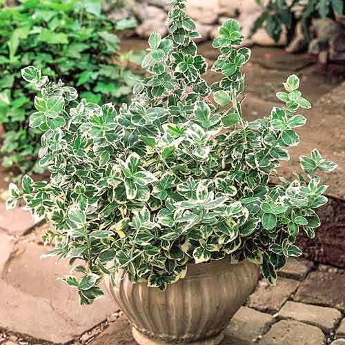 Trzmielina Fortune'a Variegatus interface.image 1 interface.art 9560