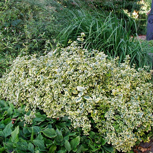 Trzmielina Fortune’a Emerald Gaiety interface.image 1 interface.art 4435