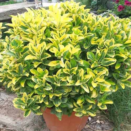 Trzmielina japońska Microphyllus Albovariegatus interface.image 1 interface.art 4436