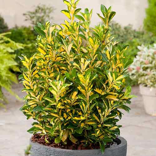 Trzmielina japońska Microphyllus Aureovariegatus interface.image 1 interface.art 3946