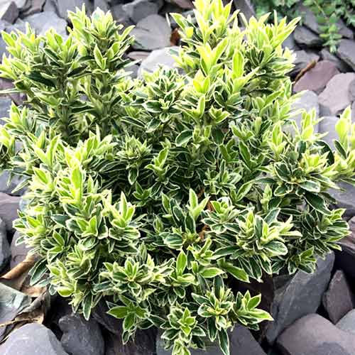 Trzmielina japońska Microphyllus interface.image 1 interface.art 4437