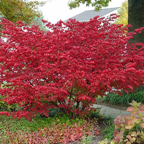 Trzmielina oskrzydlona interface.image 1 interface.art 9121