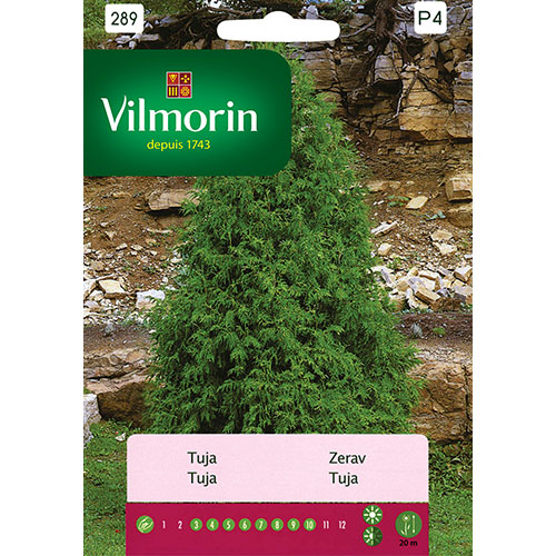 Tuja (Thuja) Vilmorin interface.art zdjęcie 1 Tuja (Thuja) Vilmorin interface.image 1 interface.art 86657