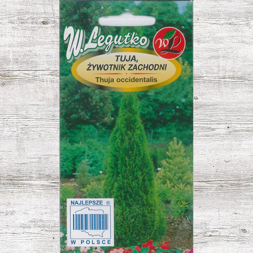 Tuja (Żywotnik zachodni) Legutko interface.image 1 interface.art 87118