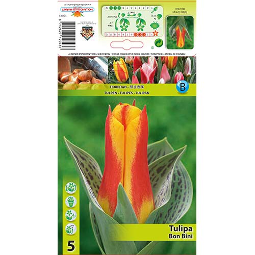 Tulipan Greiga Bon Bini interface.art zdjęcie 1 Tulipan Greiga Bon Bini interface.image 1 interface.art 67475