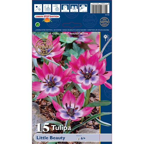 Tulipan botaniczny Little Beauty interface.image 1 interface.art 67499