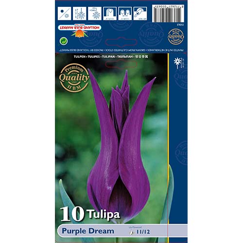 Tulipan liliokształtny Purple Dream interface.image 1 interface.art 67480