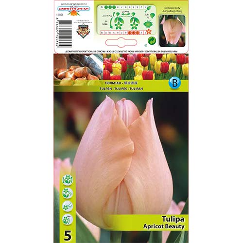Tulipan Apricot Beauty interface.art zdjęcie 1 Tulipan Apricot Beauty interface.image 1 interface.art 67864