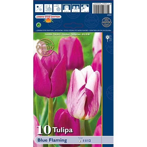 Tulipan Blue Flaming, mix kolorów interface.image 1 interface.art 68030