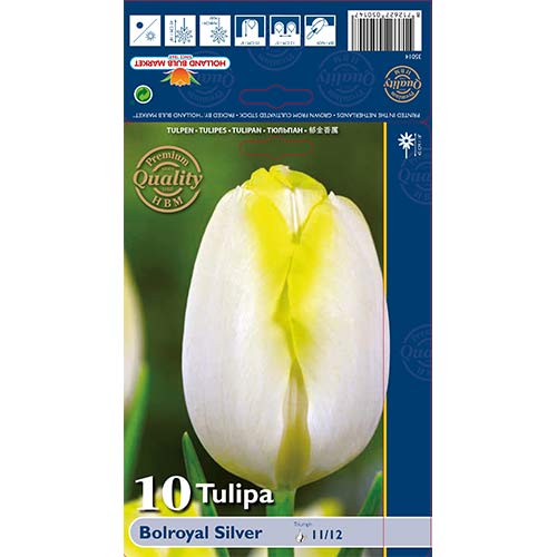 Tulipan Triumph Bolroyal Silver interface.image 1 interface.art 67706