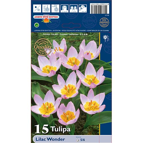 Tulipan botaniczny Lilac Wonder interface.image 1 interface.art 67751