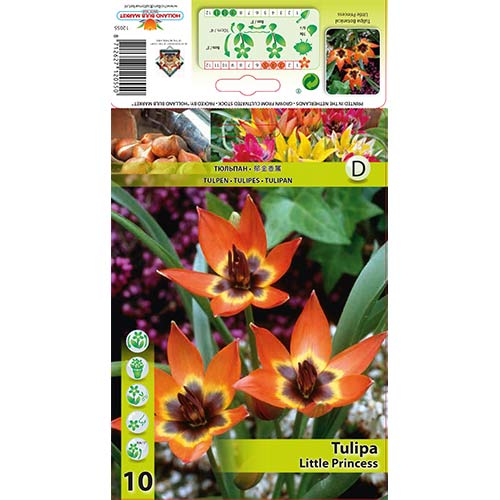 Tulipan botaniczny Little Princess interface.image 1 interface.art 70295