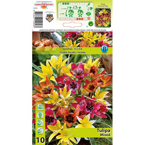 Tulipan botaniczny, mix kolorów interface.image 1 interface.art 67873