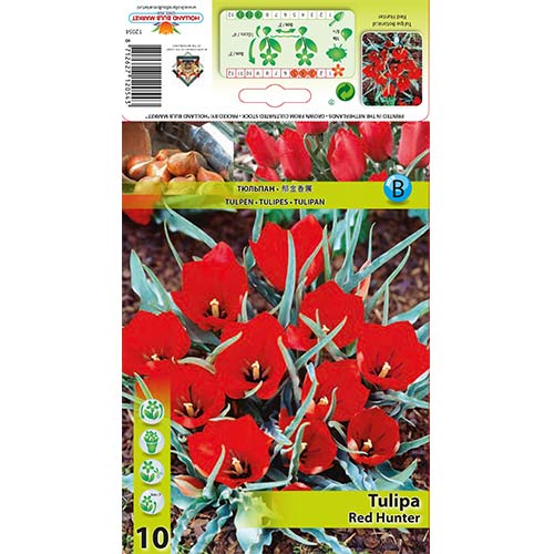 Tulipan botaniczny Red Hunter interface.image 1 interface.art 67822