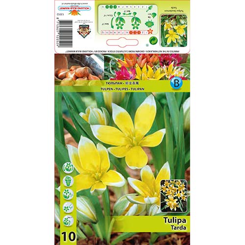Tulipan botaniczny Tarda interface.image 1 interface.art 70296