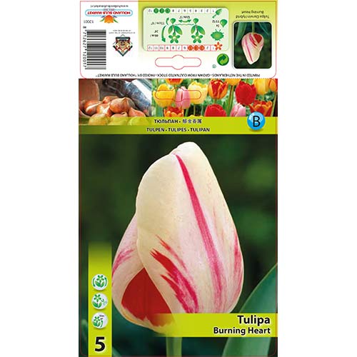 Tulipan Darwina Burning Heart interface.image 1 interface.art 70292