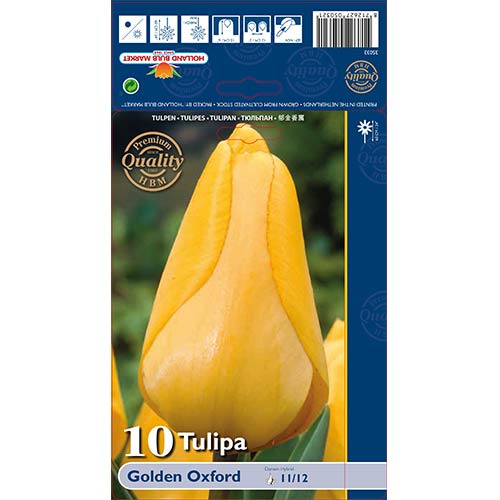 Tulipan Darwina Golden Oxford interface.image 1 interface.art 70248