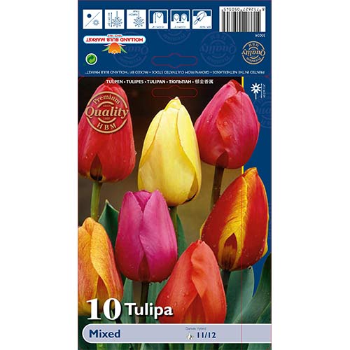 Tulipan Darwina, mix kolorów interface.image 1 interface.art 67878