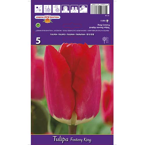 Tulipan Darwina Fostery King interface.art zdjęcie 1 Tulipan Darwina Fostery King interface.image 1 interface.art 67856