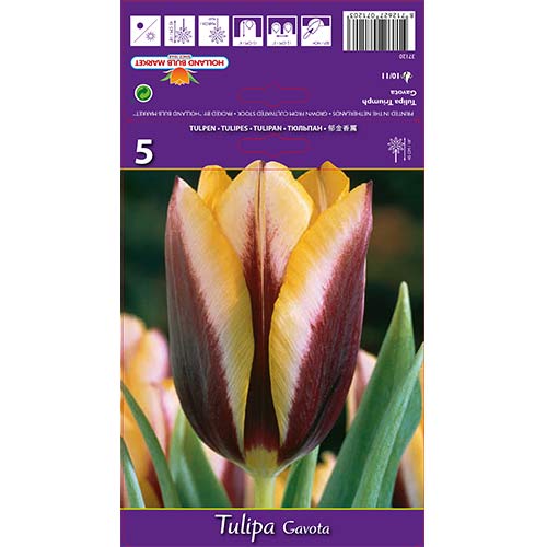 Tulipan Triumph Gavota interface.image 1 interface.art 67840