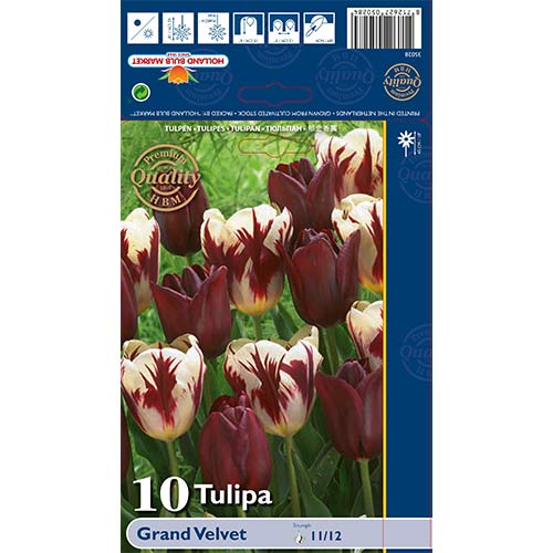 Tulipan Grand Velvet, mix kolorów interface.image 1 interface.art 68033