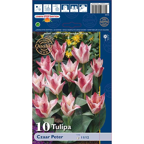 Tulipan Greiga Czaar Peter interface.art zdjęcie 1 Tulipan Greiga Czaar Peter interface.image 1 interface.art 70266