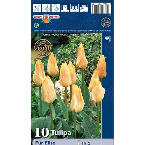 Tulipan Greiga Fur Elise interface.image 1 interface.art 70265