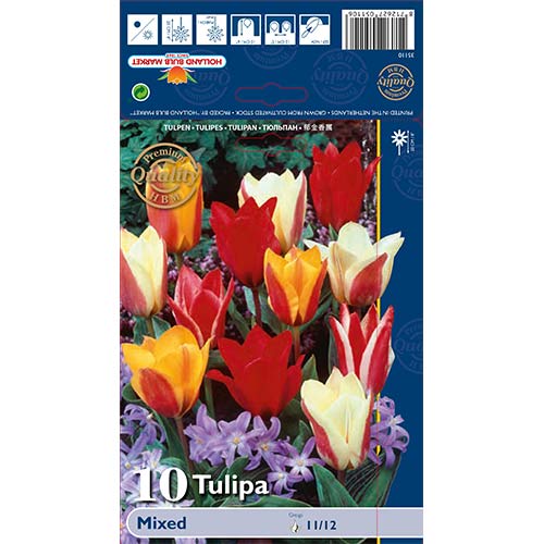Tulipan Greiga, mix kolorów interface.image 1 interface.art 67872