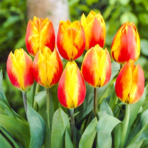 Tulipan Hitparade interface.image 1 interface.art 67860