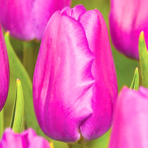 Tulipan Holland Beauty interface.image 1 interface.art 67861