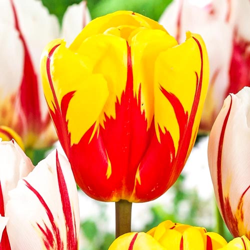 Tulipan Holland Queen interface.image 1 interface.art 67862