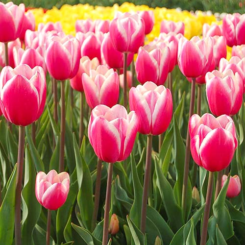 Tulipan Jumbo Beauty interface.image 1 interface.art 67725