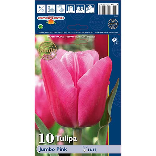 Tulipan Jumbo Pink interface.image 1 interface.art 67726