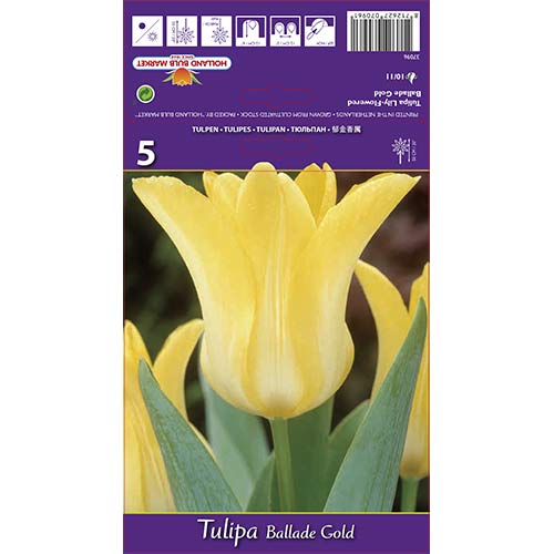 Tulipan liliokształtny Ballade Gold interface.image 1 interface.art 67478