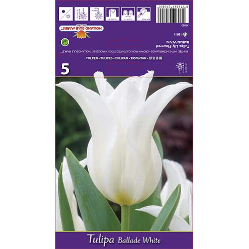 Tulipan liliokształtny Ballade White interface.image 1 interface.art 67691