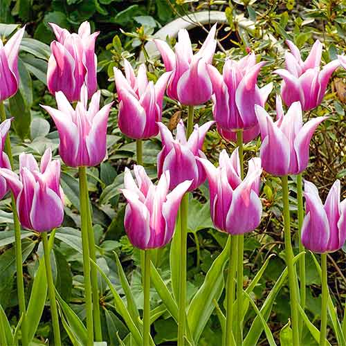 Tulipan liliokształtny Ballade interface.image 1 interface.art 67689