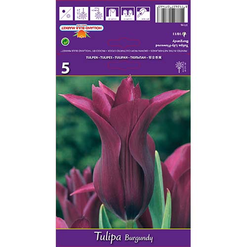 Tulipan liliokształtny Burgundy interface.image 1 interface.art 67759