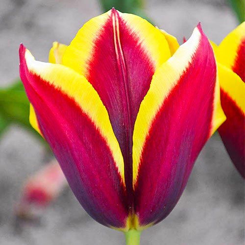 Tulipan Triumph Gavota interface.image 1 interface.art 67713