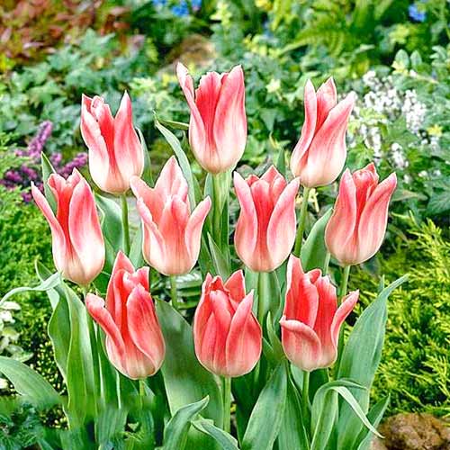 Tulipan liliokształtny Holland Chic interface.image 2 interface.art 67753