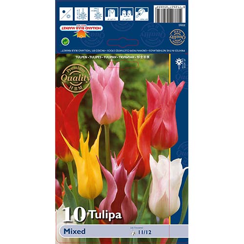 Tulipan liliokształtny, mix kolorów interface.image 1 interface.art 67761
