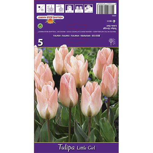 Tulipan Greiga Little Girl interface.image 1 interface.art 68108