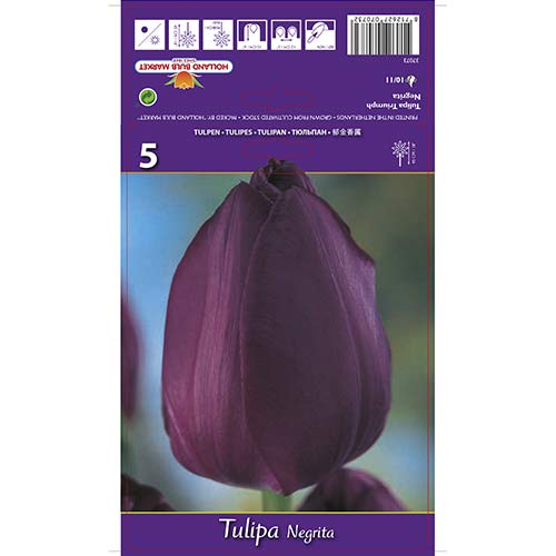 Tulipan Triumph Negrita interface.image 1 interface.art 67842