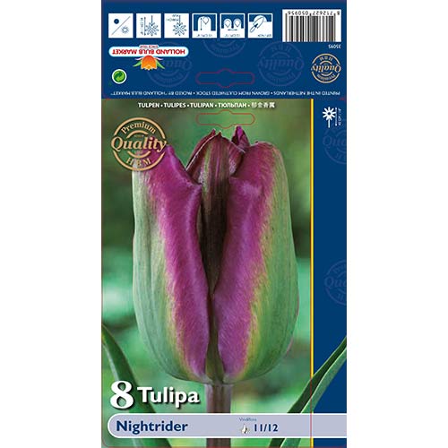 Tulipan Viridiflora Night Rider interface.image 1 interface.art 68044