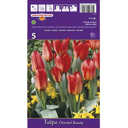Tulipan Greiga Oriental Beauty interface.image 1 interface.art 67785