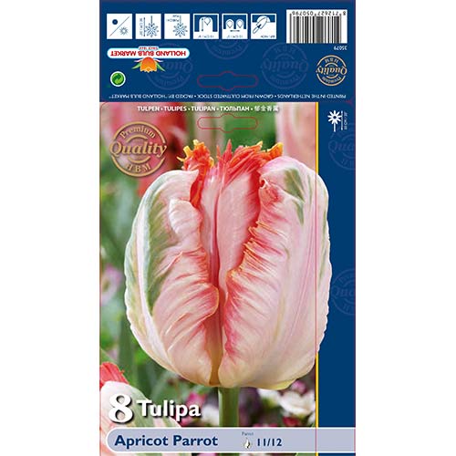Tulipan papuzi Apricot Parrot interface.art zdjęcie 1 Tulipan papuzi Apricot Parrot interface.image 1 interface.art 67867