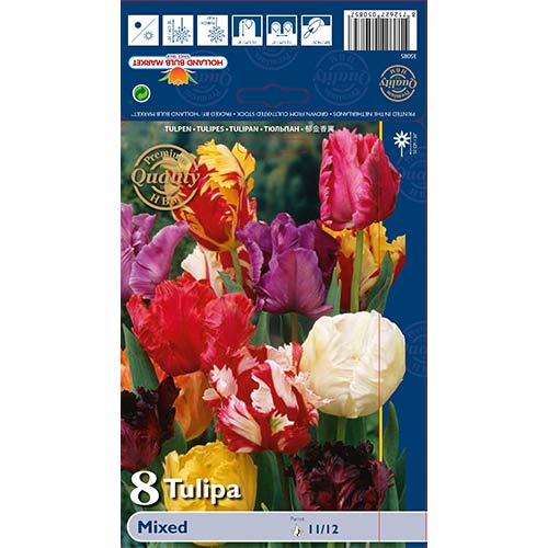 Tulipan papuzi, mix kolorów interface.image 1 interface.art 67874